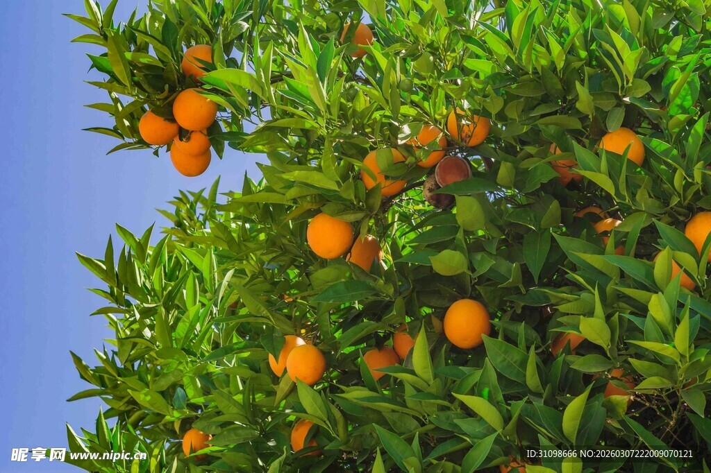 枝头硕果累累的橙色柑橘
