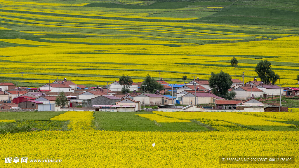 金黄花海中的美丽村落
