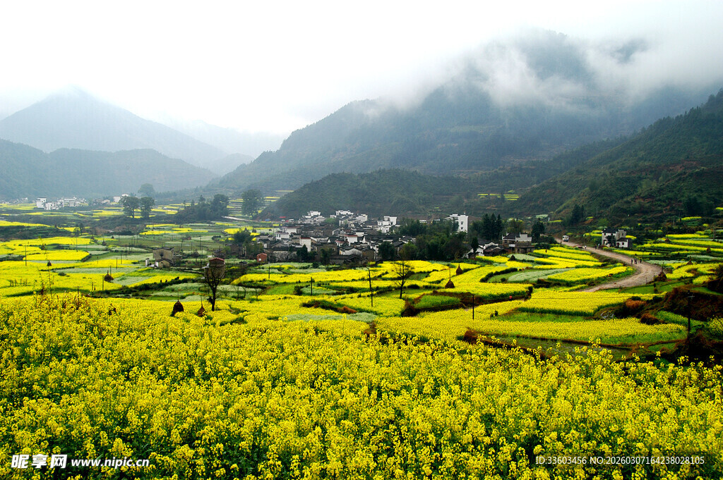 春日山间油菜田美景
