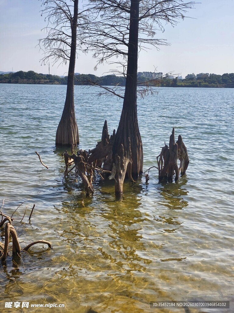 水中树林