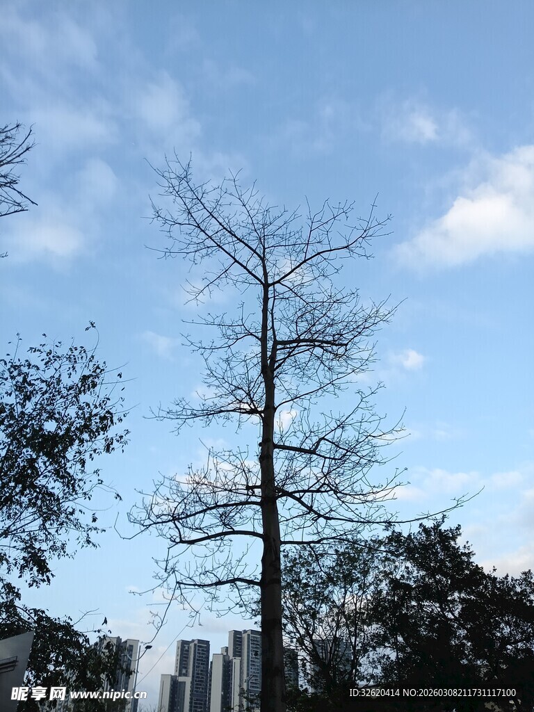 蓝天中挺拔的光秃树木