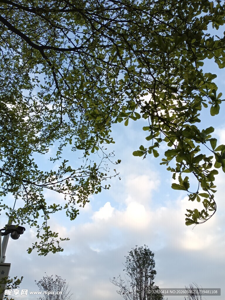 枝叶间的蓝天与白云