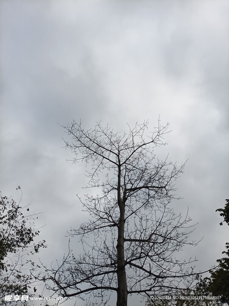冬日枯树