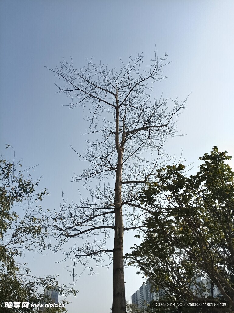 光秃树木立于蓝天之下