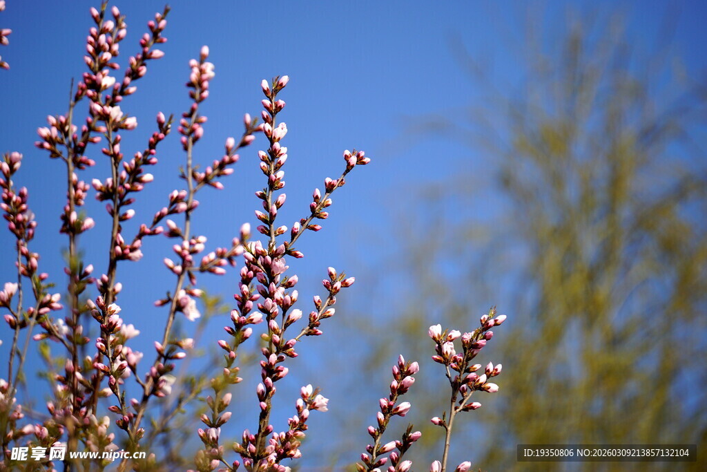 春天桃花的花苞