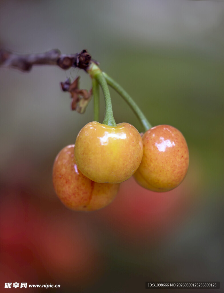 黄樱桃挂枝