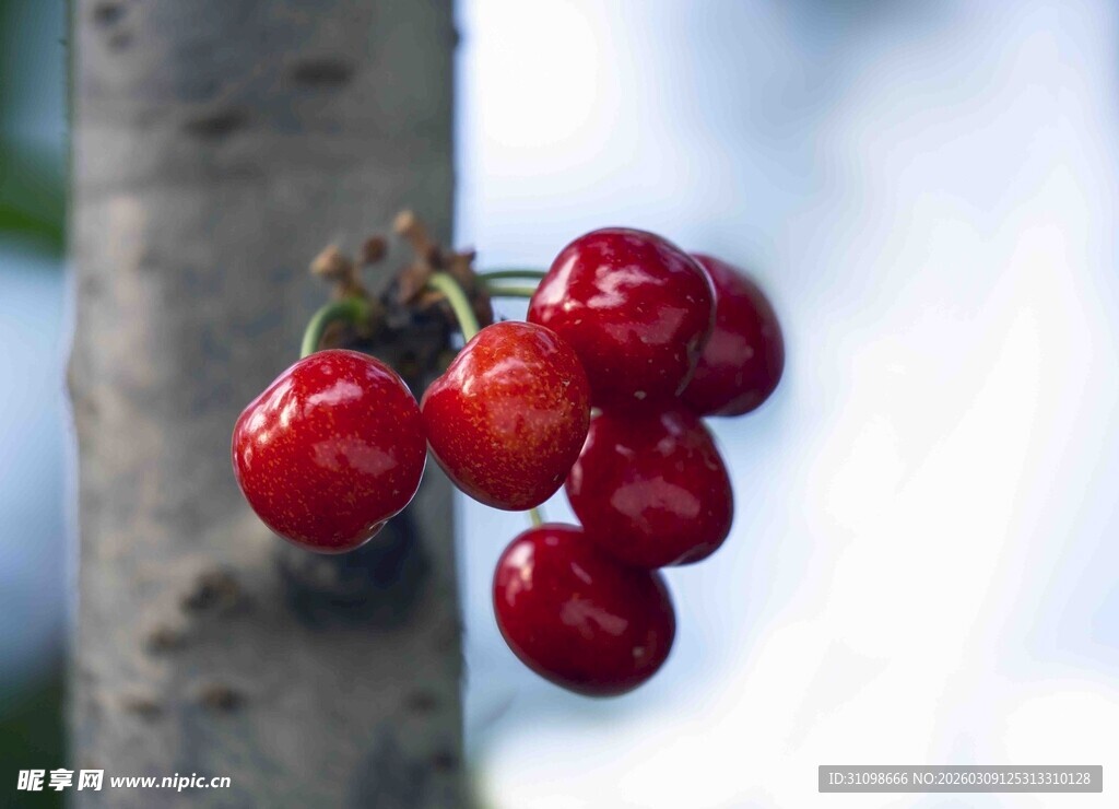 枝头红樱桃