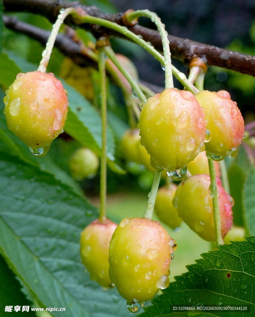 枝头鲜嫩樱桃果实待采