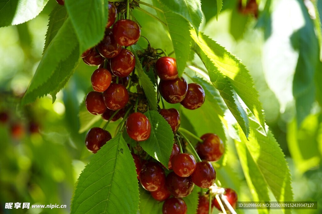 枝头红樱桃