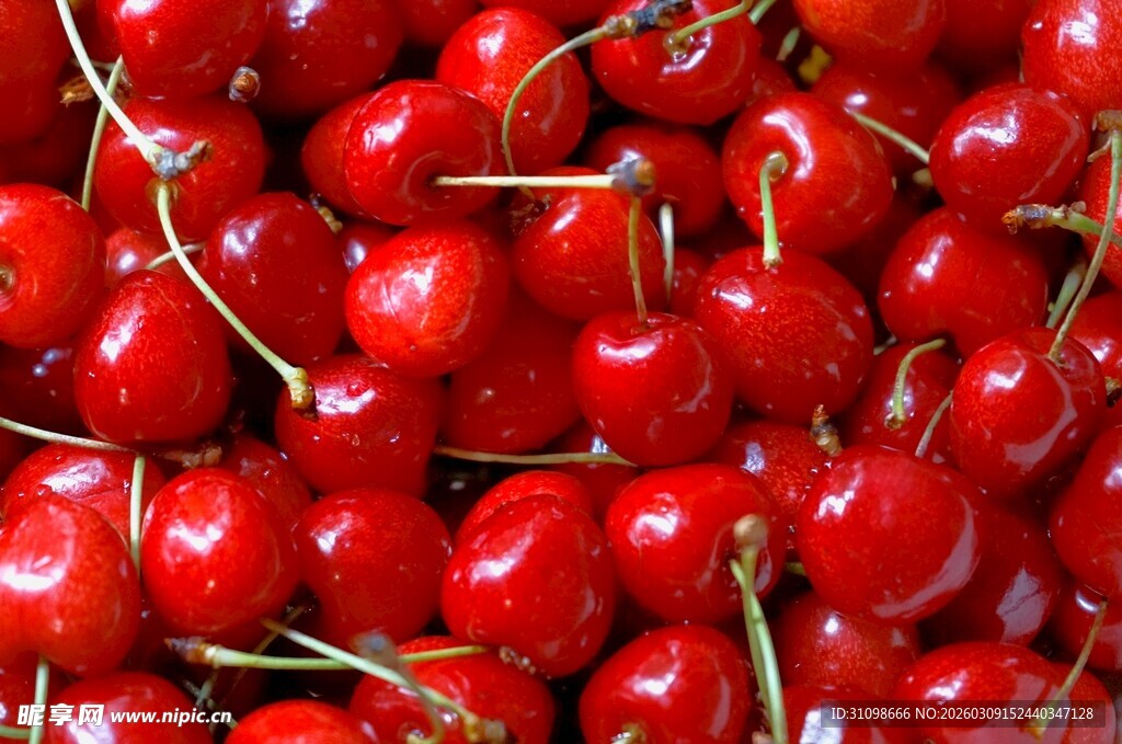 新鲜饱满大樱桃