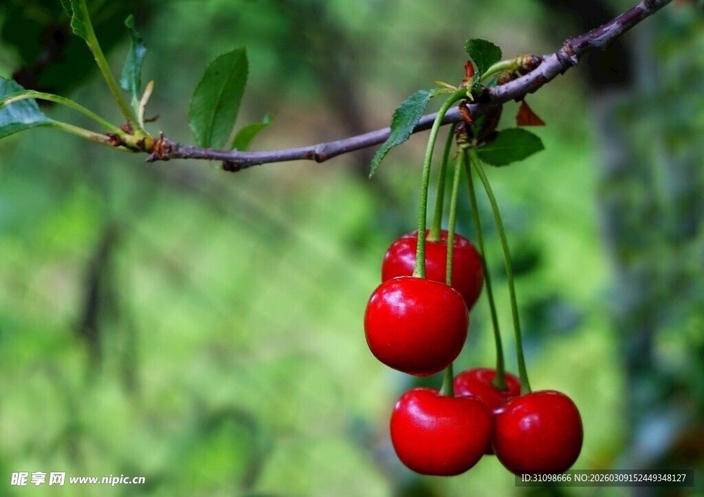 枝头红樱桃