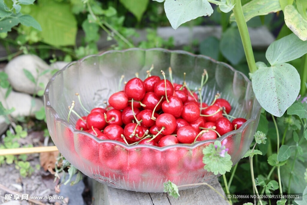 玻璃碗中的鲜红樱桃