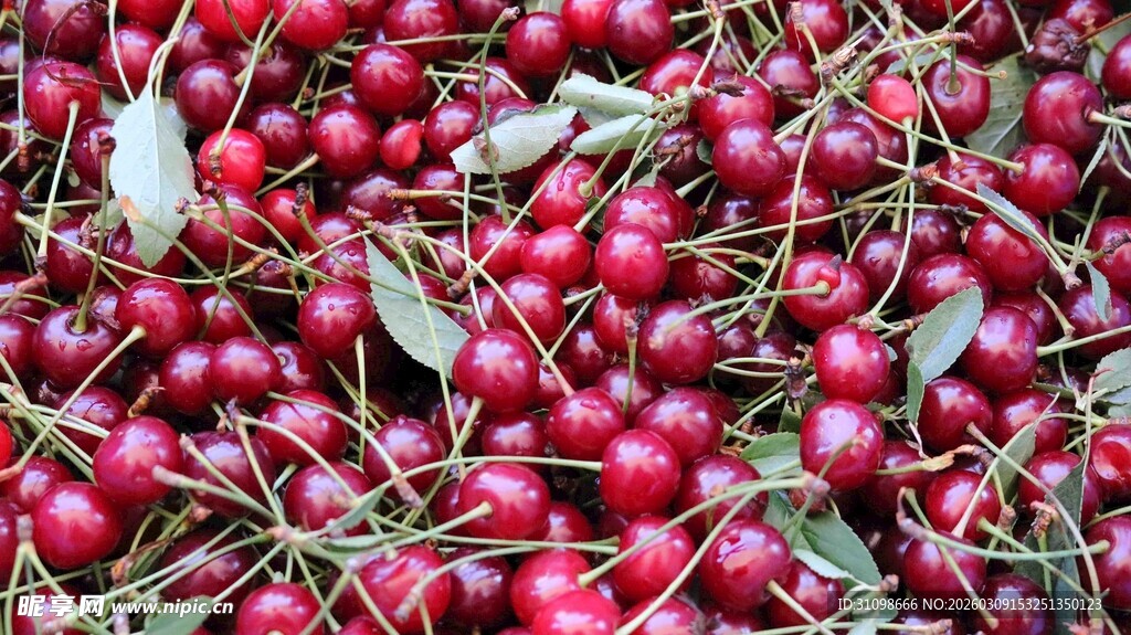 新鲜饱满的红樱桃