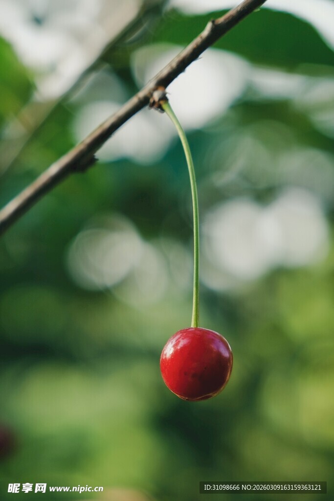 枝头红樱桃