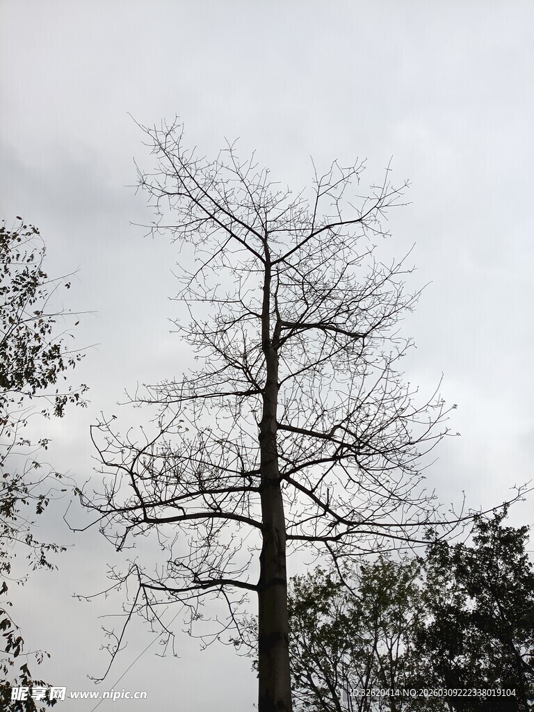 孤独枯树立于灰白天空