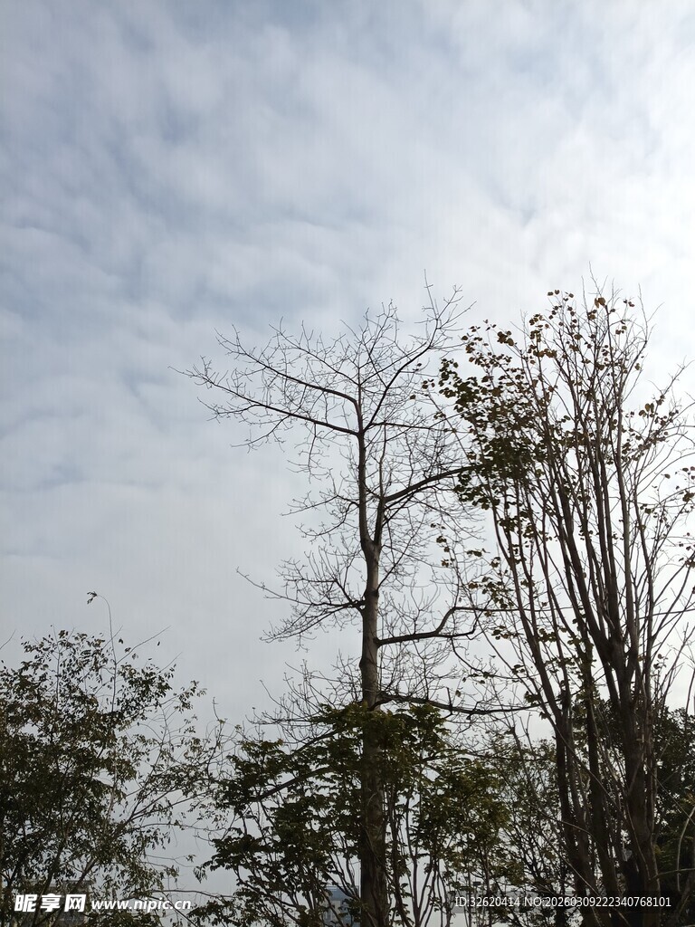 冬日枯树与朦胧天空