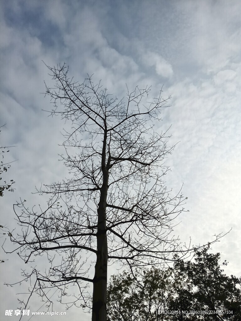 冬日孤树天空景象