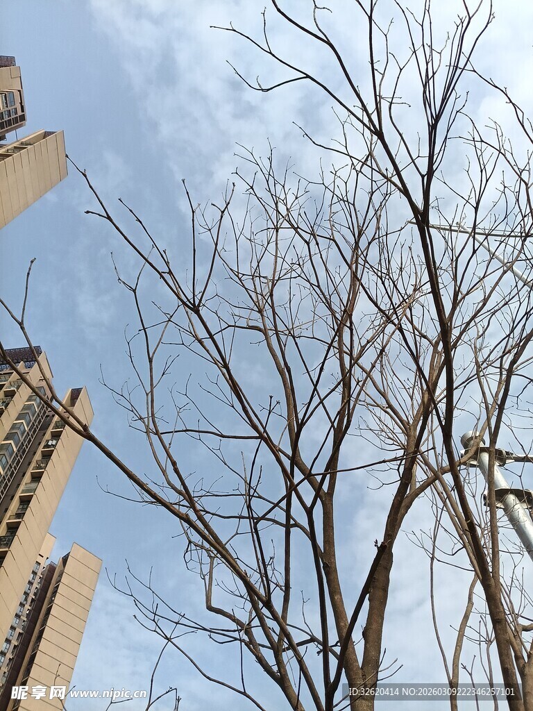城市中光秃树枝映蓝天