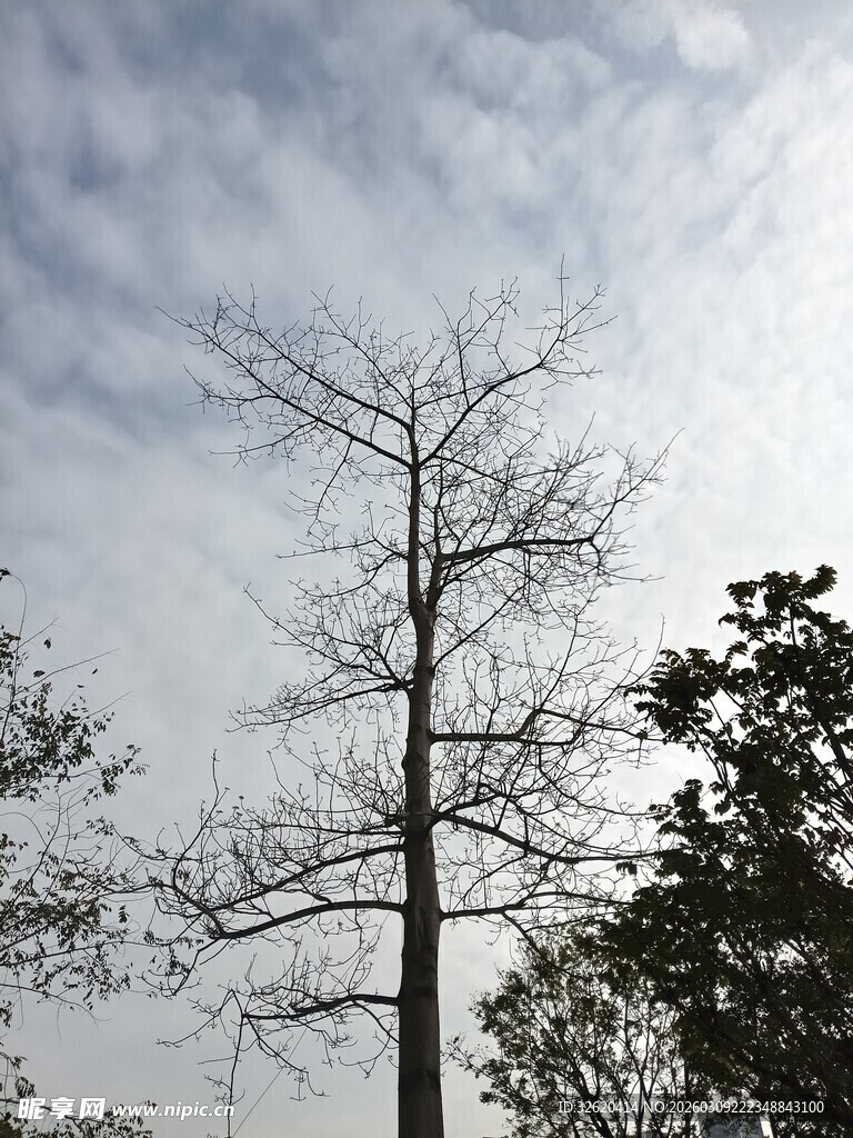 枯树立于天际