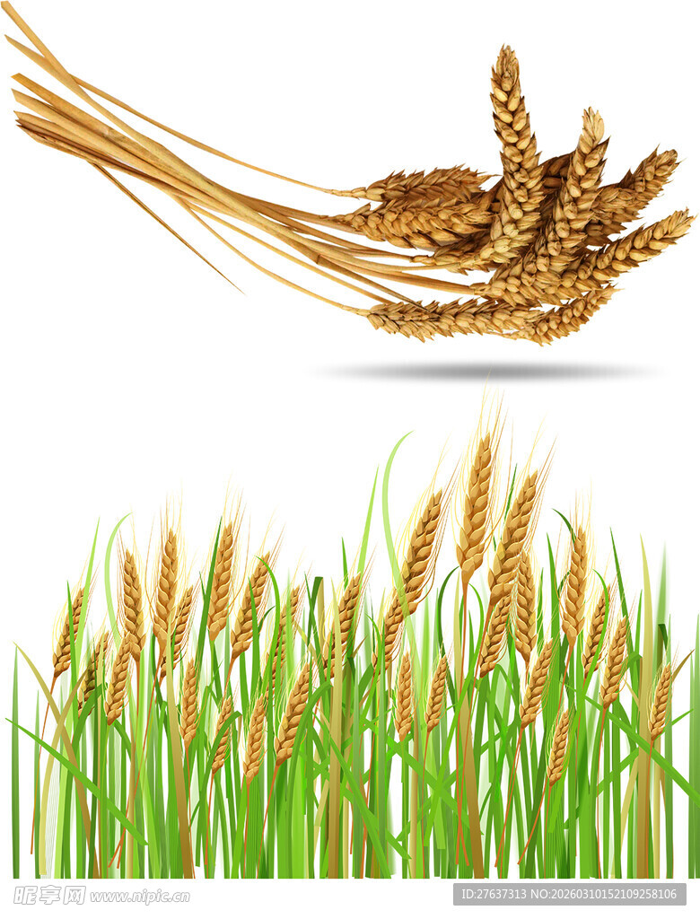 麦穗与麦田的清新画面