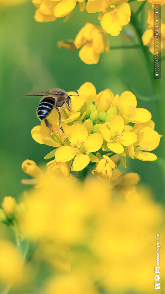 蜜蜂采蜜于灿烂油菜花间
