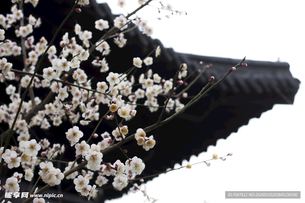 古建旁绽放的烂漫梅花