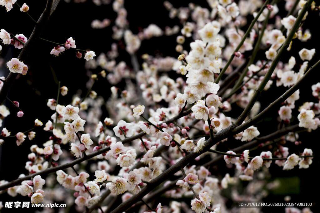 枝头绽放的素雅白梅花