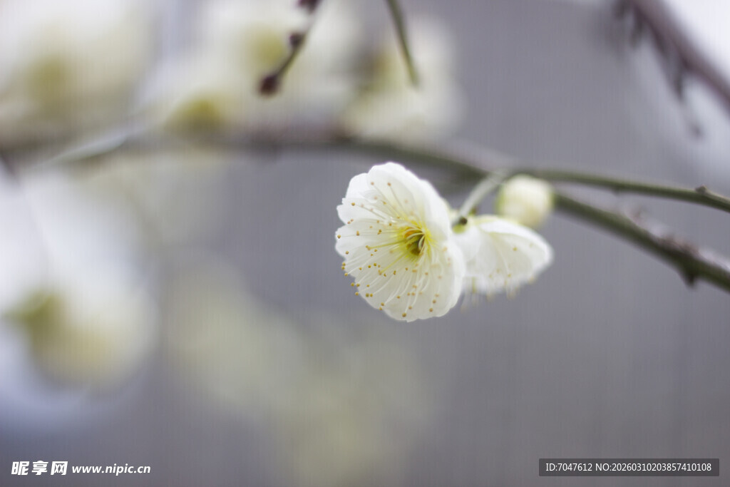 白梅绽放枝头