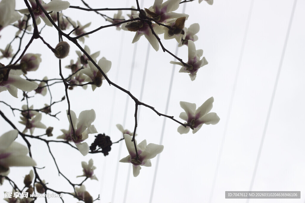 玉兰花枝绽放于天际