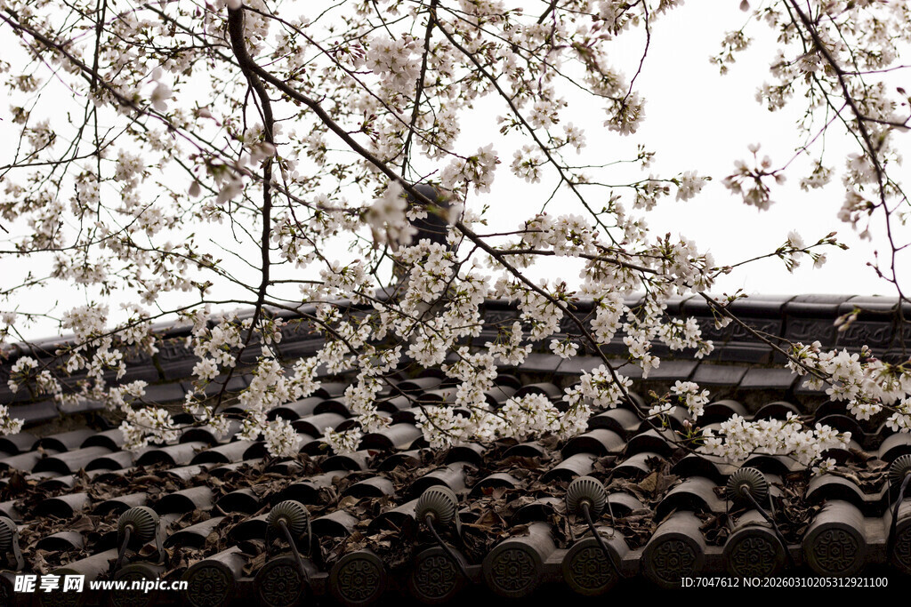 古瓦上绽放的烂漫樱花