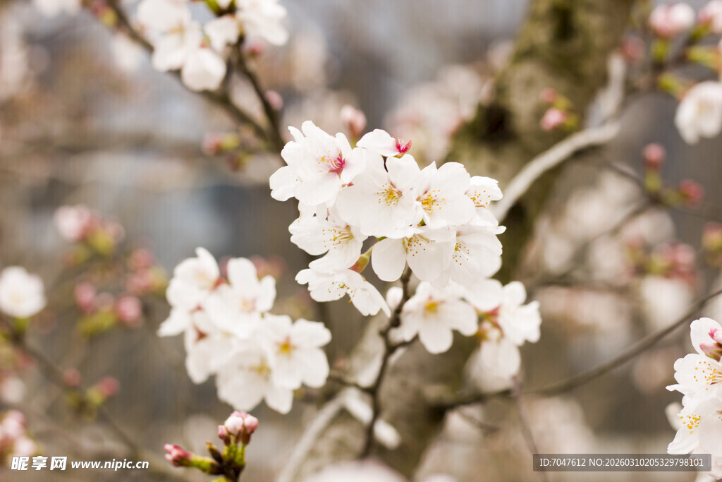 枝头绽放的美丽白樱花
