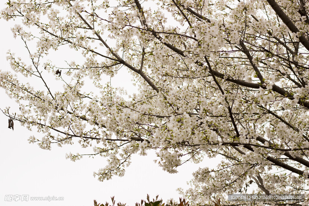 盛开的白色樱花