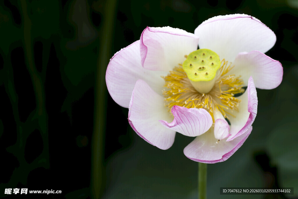 娇艳盛开的单朵粉色荷花