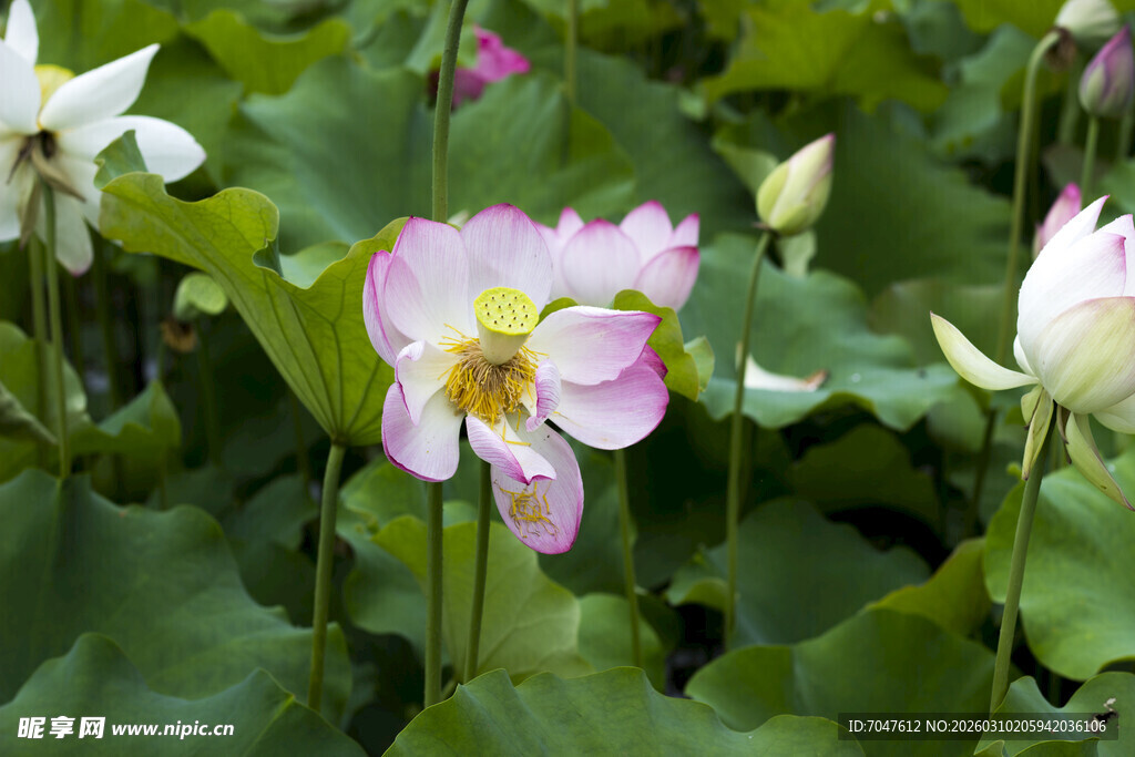 娇艳荷花绽放于绿叶间
