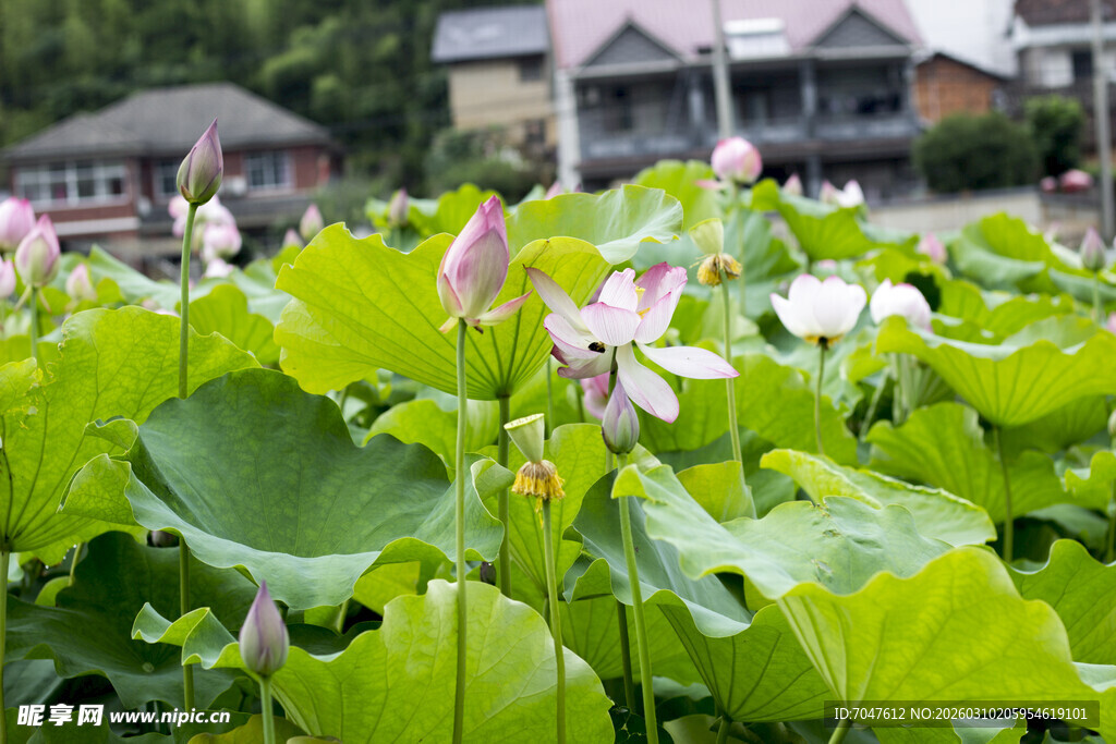 夏日荷塘荷花荷叶美景