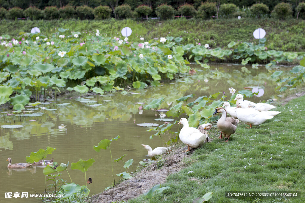 荷花塘与鸭子