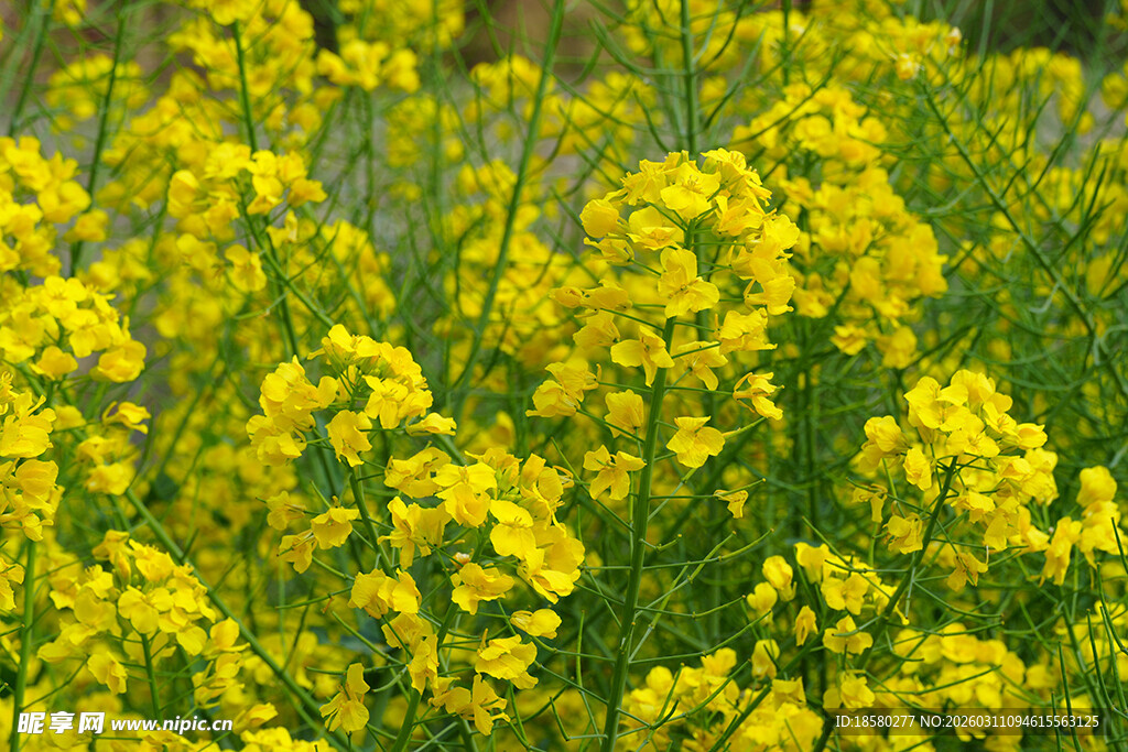 金黄灿烂的油菜花田