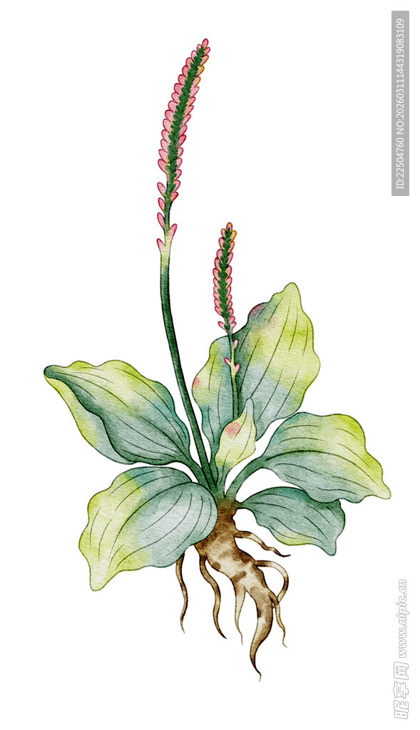 水彩绘仲裁要车前草素材