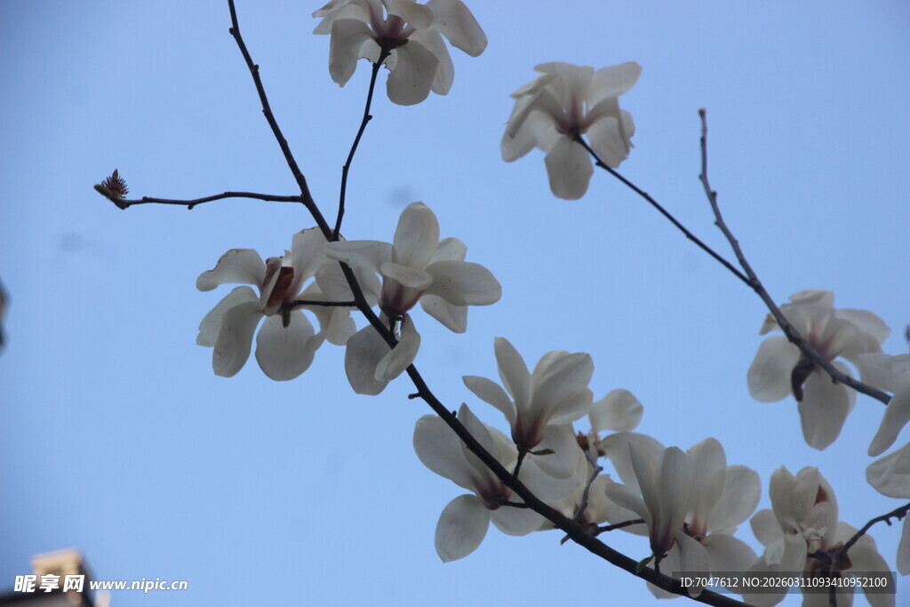 蓝天映衬下的玉兰花枝