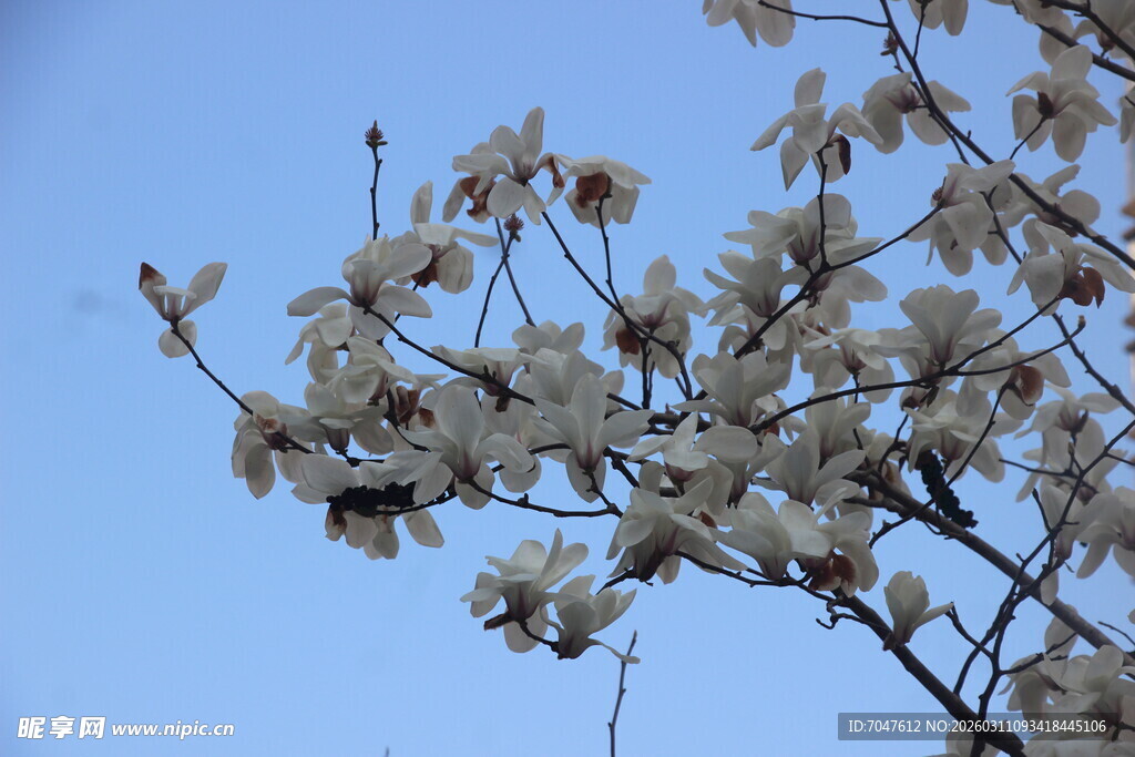 枝头绽放的素雅玉兰花