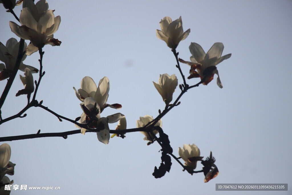 玉兰花枝俏立蓝天