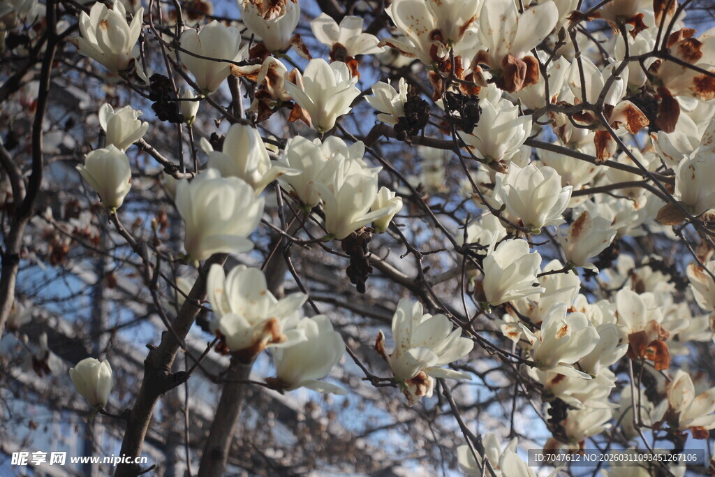 盛开的玉兰花树