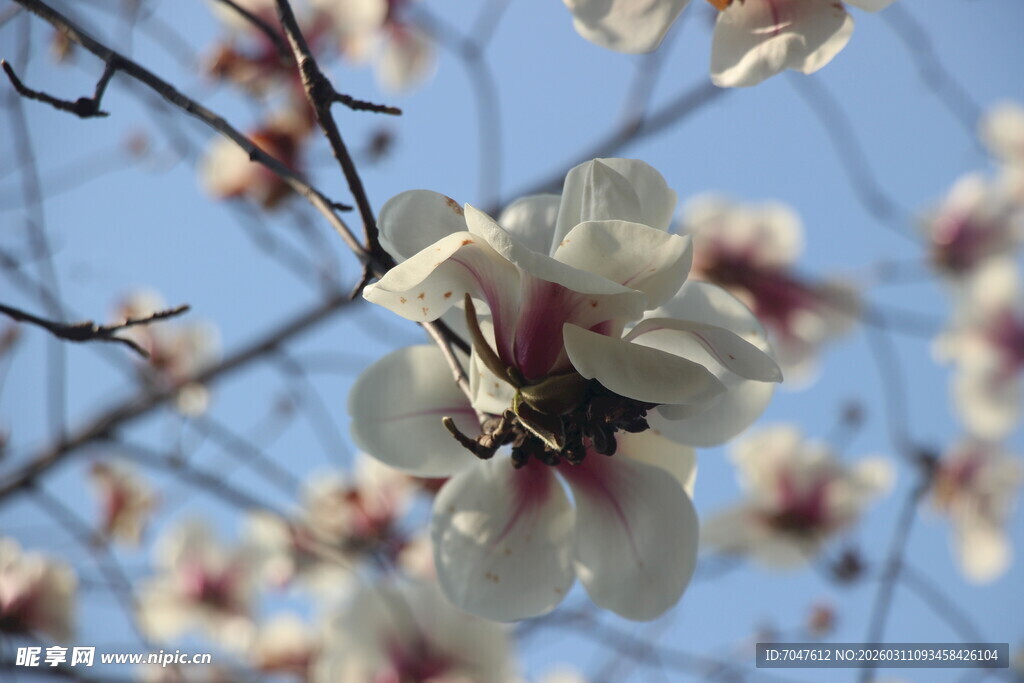 春日绽放的美丽白玉兰