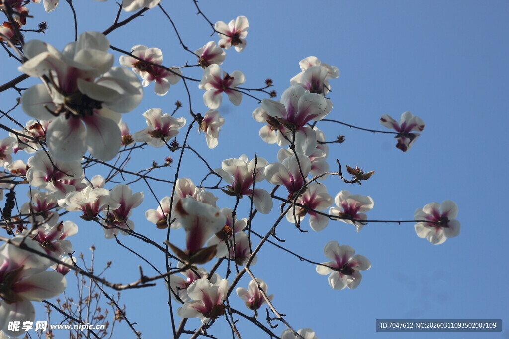 蓝天映衬下的绽放白玉兰花朵