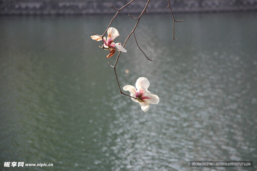 玉兰花枝垂于湖水之上