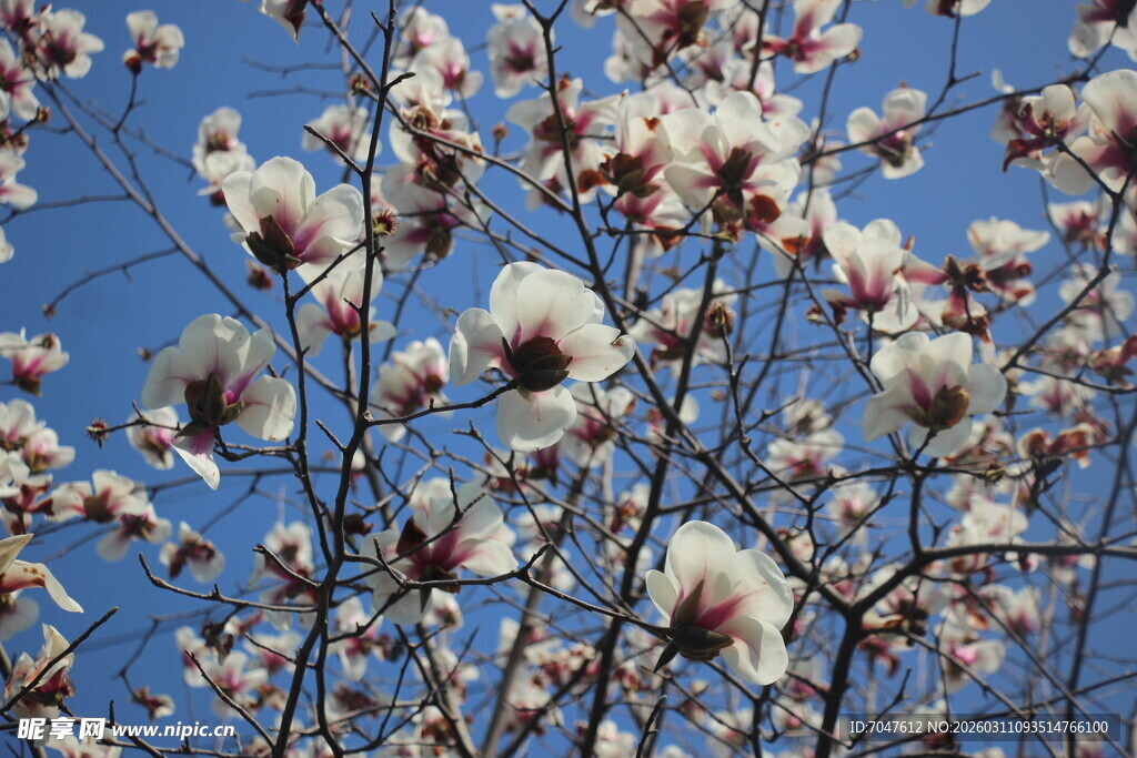 蓝天映衬下的玉兰花绽放