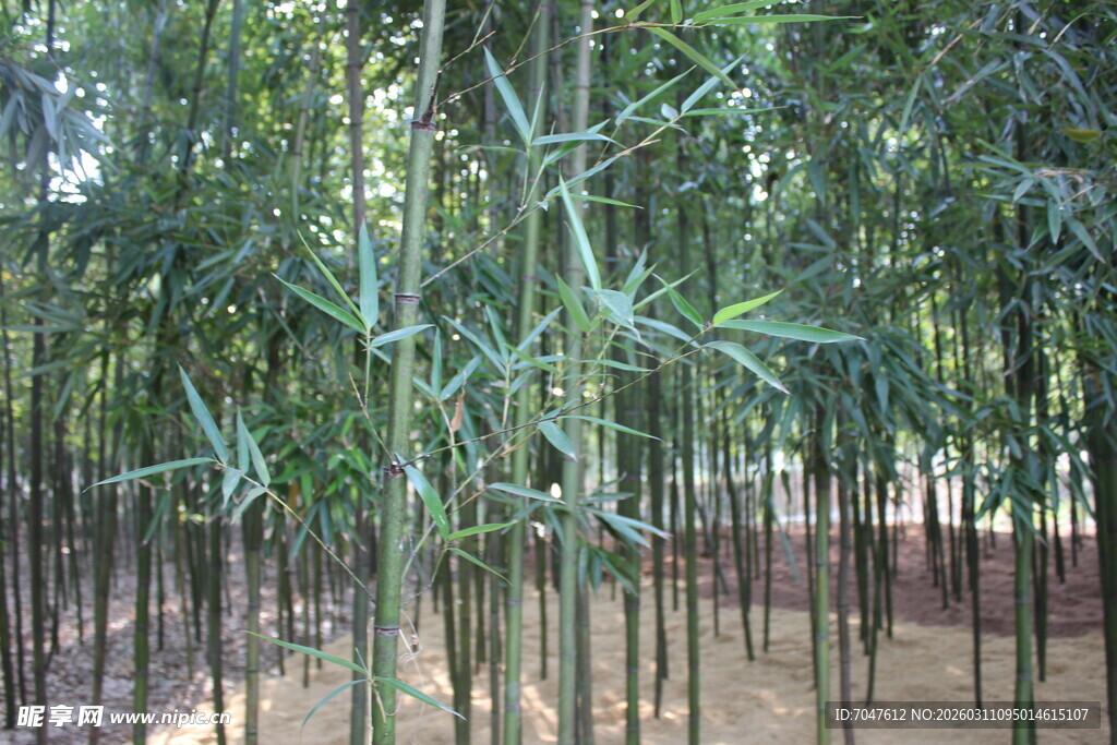翠绿竹林景观