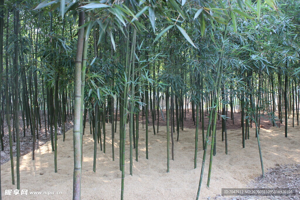 翠绿竹林中的静谧景象