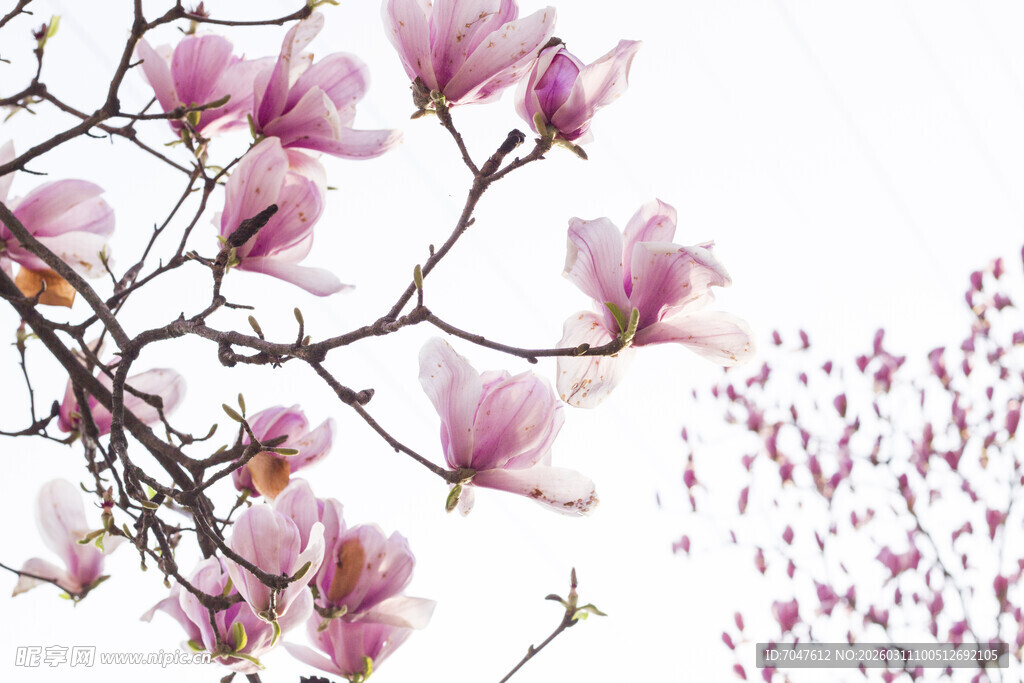 玉兰花枝绽放美丽瞬间