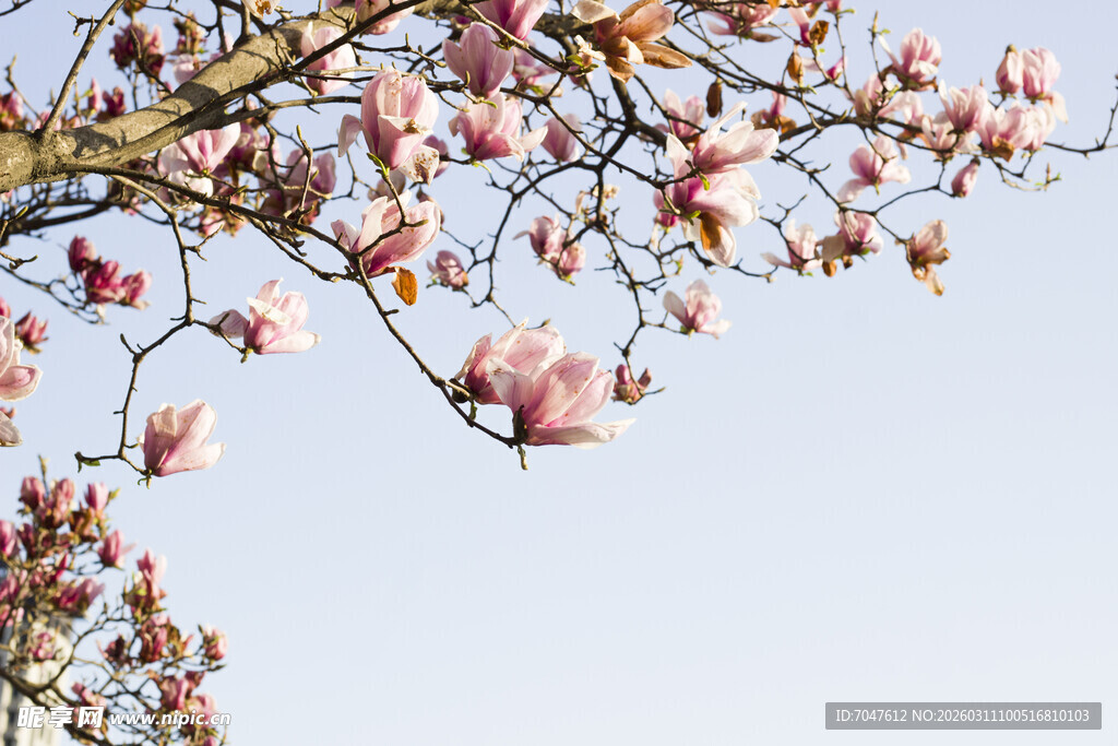 玉兰花枝绽放蓝天之下